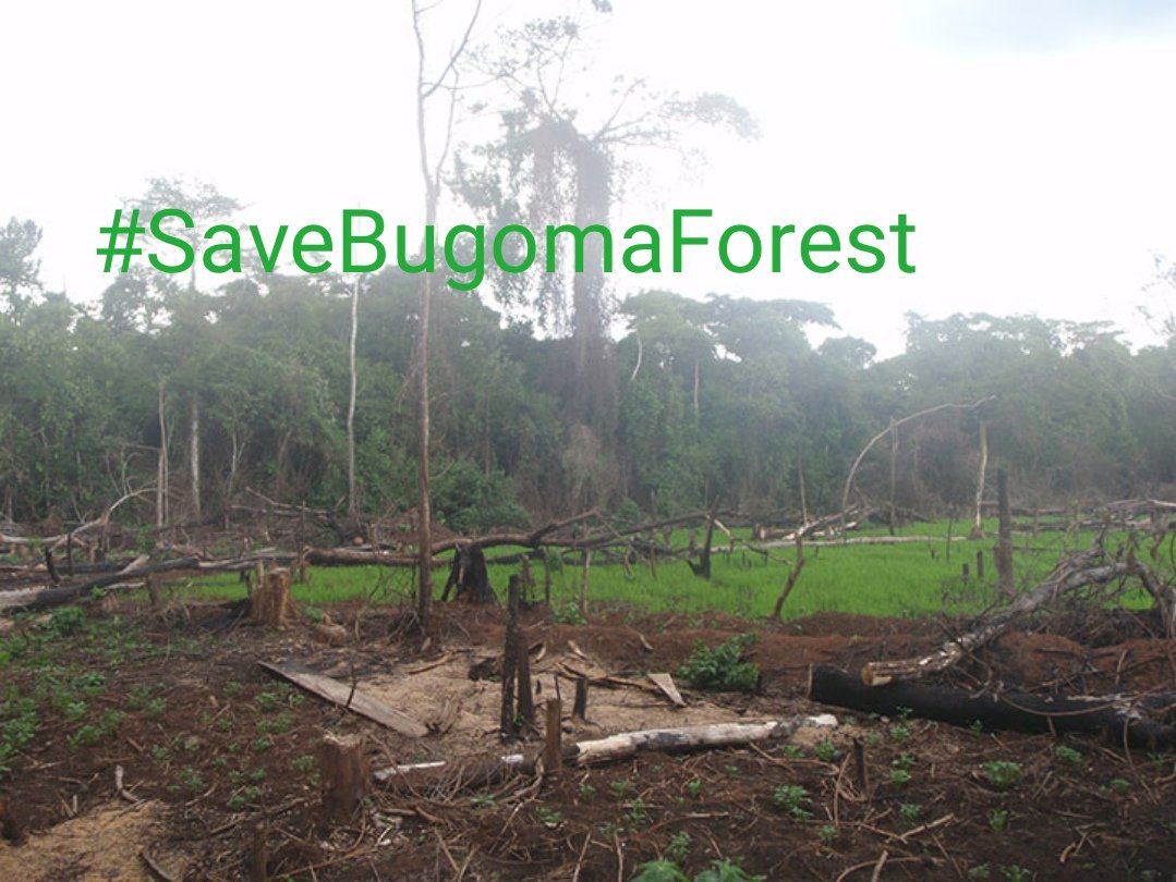 I am Endel Stamberg, a climate activist from Germany. Uganda forest cover has depleted to 8%. And one of the forest in Uganda has been sold for agribusiness.  I’m calling upon activists around the world to add their voices on mine and #SaveBugomaForest! 
<a href="/KaoHua3/">Ola</a> <a href="/Greenpeace/">Greenpeace International</a>