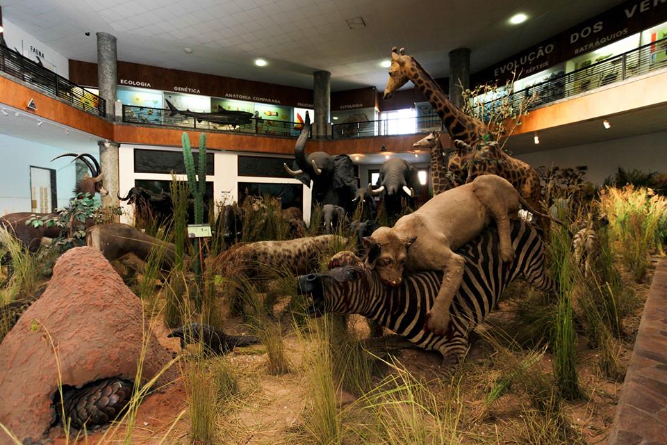 Next on our trip around the world, we're off to visit Mozambique, located in the south of Africa on the Indian Ocean. Our first stop, the Natural History Museum of Mozambique. It was established in 1913 as a Provincial Museum that was moved around to different locations, then....