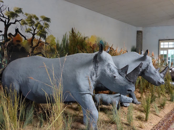 Next on our trip around the world, we're off to visit Mozambique, located in the south of Africa on the Indian Ocean. Our first stop, the Natural History Museum of Mozambique. It was established in 1913 as a Provincial Museum that was moved around to different locations, then....