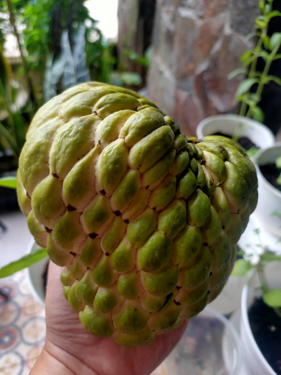 Ini Srikaya ga #ghosting. Cuma emang 2 tahun ga muncul aja. Saya setia nungguin sembari dipuk puk. Maksudnya dikasih pupuk sembari literally pohonnya dipuk puk diajak ngomong. Kamu sehat dan berbuah ya zeyenk...Dan dia pun akhirnya datang. Hamdalah. 

#homegrownfood
#berkebun