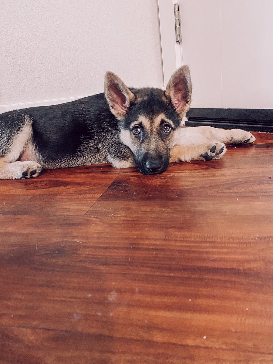 itsraininken's tweet photo. I wish you could stay this little forever 🥺💛🐾 https://t.co/FLcmVSpNeY