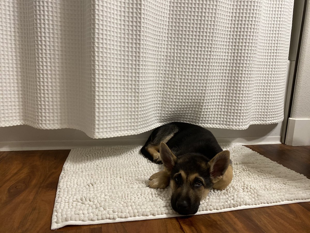 itsraininken's tweet photo. I wish you could stay this little forever 🥺💛🐾 https://t.co/FLcmVSpNeY