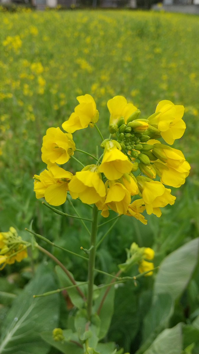 リンゴパイ 小松菜畑の菜の花 Again 小松菜 アブラナ科 野菜 花 リンゴパイ 小松菜畑の菜の花 Again 小松菜 アブラナ科 野菜 花