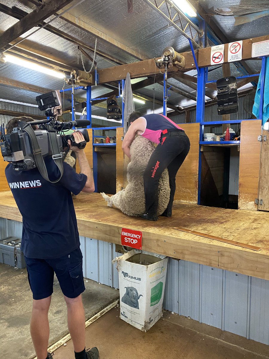 Grace Aicken (@grace_aicken) on Twitter photo Spent the morning learning all things shearing.
We’ll have all the details tonight at 6pm.
Ch 8 & 80(HD) | #WINNews6pm
#SaveOurVoices <a href="/saveourvoices/">Save Our Voices</a> Spent the morning learning all things shearing.
We’ll have all the details tonight at 6pm.
Ch 8 & 80(HD) | #WINNews6pm
#SaveOurVoices <a href="/saveourvoices/">Save Our Voices</a>