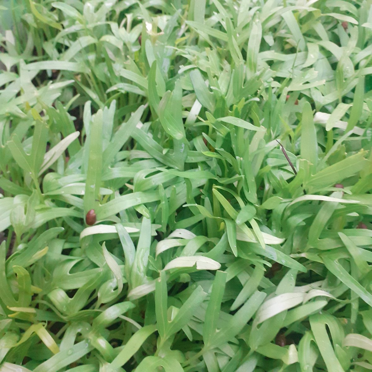 Shopkun's tweet image. เมล็ดพันธ์ผักบุ้งแก้ว #ผักบุ้งแก้ว #Lazada33LivexBrightWin #Lazadaสุขสันต์วันช้อป #Lazada33TH #แม่ครัวคนใหม่ #workingfromhome lazada.co.th/shop/little-s-…