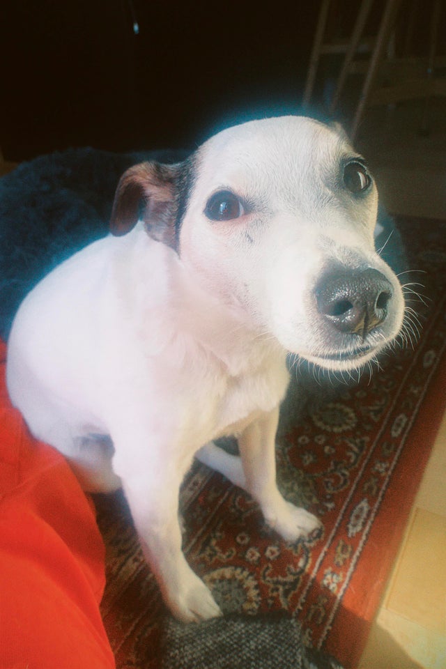 JackMomAmy's tweet photo. When the sun makes him glow #Canine #Animal #Dog #Pet #Mammal #Papillon #Spaniel #Jackrussellterrier
#Jack_Russell #runcompetition #JackRussellterrier #terrier
#Jack #Russell #daffodil #daffodils #narcissus #daffs #yellowdaffodils #yellow #evening #walk #dogwalk #eveningwalk https://t.co/vhLufuux6z