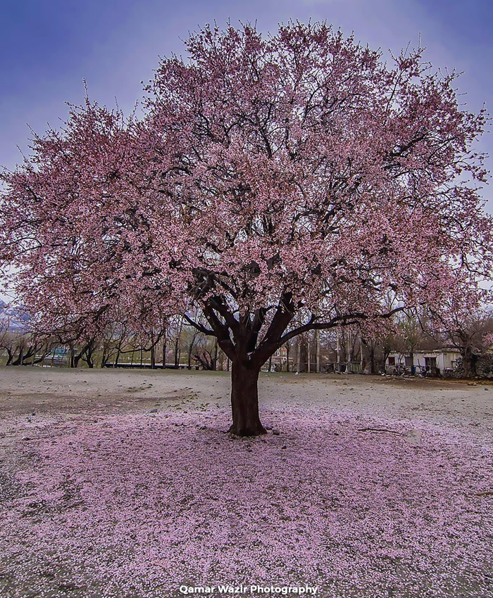 PlanAVoyage's tweet photo. Gilgit Baltistan in Spring...stay tuned for upcoming Cherry-Blossom Hunza Tour....
.
.
Book your customised tour at
https://t.co/nd2iIW7cQX
.
.
#tour #spring #travel #winters #hunza #skardu #pakistan #travelagency #nature #cherryblossom #blossom #islamabad #lahore #karachi https://t.co/Si01WeA30N