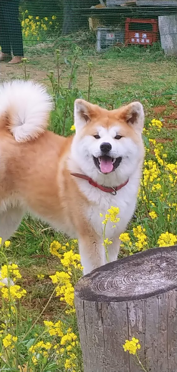 手作りドッグラン