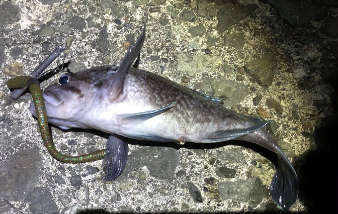 久しぶりに魚釣れたぞ('・ω・`)
しかも初めてのフリリグ(とワッキー)で初めてのマゾイ22cm('・ω・`) 