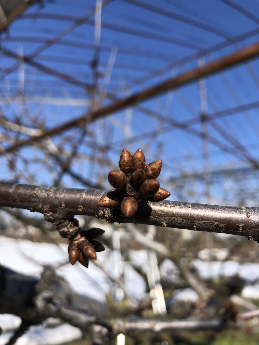 たじまフルーツ 剪定作業も中盤にさしかかり春の気配 雪もようやく無くなり始め緑の草も見えてきました さくらんぼ の花芽を見てるだけで美味しそうに感じるのは私だけでしょうか 笑 Tajima Fruit たじまフルーツ 農家 さくらんぼ 山形県 天童市 たじまフルーツ 剪定作業も中盤にさしかかり春の気配 雪もようやく無くなり始め緑の草も見えてきました さくらんぼ の花芽を見てるだけで美味しそうに感じるのは私だけでしょうか 笑 Tajima Fruit たじまフルーツ 農家 さくらんぼ 山形県 天童市