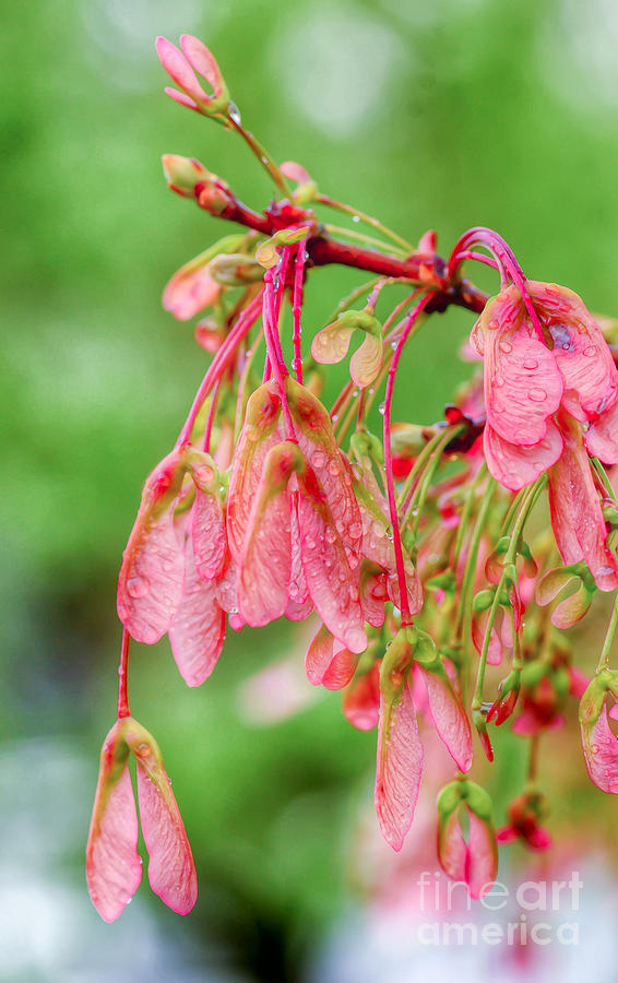 KerriFar's tweet image. #Spring is a time for #NewBeginnings ~ ow.ly/SQqS50DLxLv ~ #MapleSeeds #NewRiverNature #NaturePhotography ~ ow.ly/7g3a50DLxLu