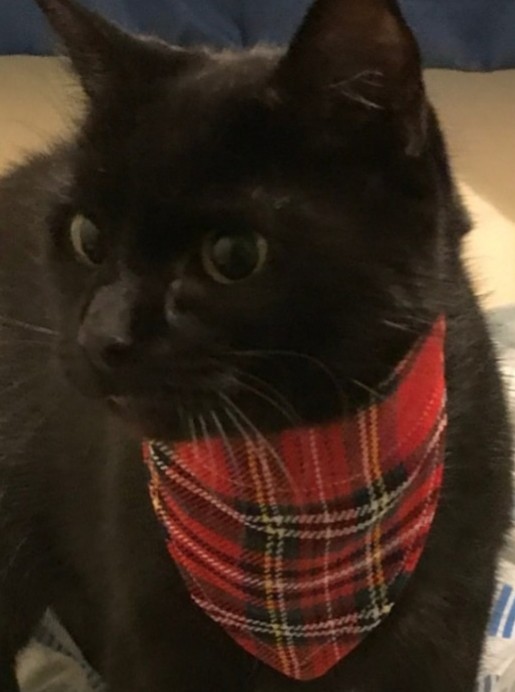 KelstitchDesigns tweet media