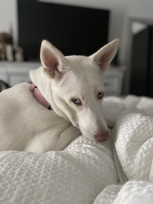 why she lookin at me like that https://t.co/AxAchY0Ire<a href="/tag/blm"class="tags"><span>#blm</span></a><a href="/tag/georgefloyd"class="tags"><span>#georgefloyd</span></a>