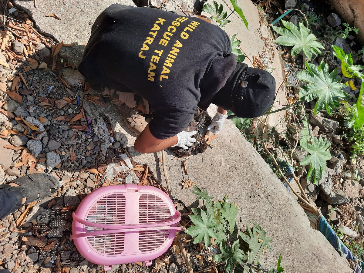 Sanket_Asawa's tweet photo. Monday morning kite rescue from a hanging manja. Thanks to "Wildanimal Rescue Team Katraj" and Dr. Anil Khaire and team for quick response.

The team was well equipped, trained and quick. Really appreciate the efforts.

#RESCUE #katraj #katrajzoo #laketown #chintamaniresidency https://t.co/U2PCHFSdIE