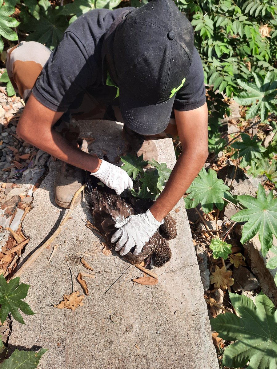 Sanket_Asawa's tweet photo. Monday morning kite rescue from a hanging manja. Thanks to "Wildanimal Rescue Team Katraj" and Dr. Anil Khaire and team for quick response.

The team was well equipped, trained and quick. Really appreciate the efforts.

#RESCUE #katraj #katrajzoo #laketown #chintamaniresidency https://t.co/U2PCHFSdIE