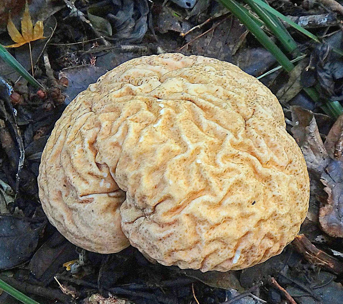 AsombroVerde's tweet photo. PARECEN CEREBROS PERO NO LO SON:
- FRUTA: Naranja de Osage 🍈
/Maclura pomifera/
-HONGO: Globo de Cerebro 🍄
/Calvatia craniiformis/
-CORAL cerebro 🌊
 /Pseudodiploria strigosa/
-CACTUS cerebrito 🌵
/Mammillaria Elongata cristata/ https://t.co/fC6bEUi6uH