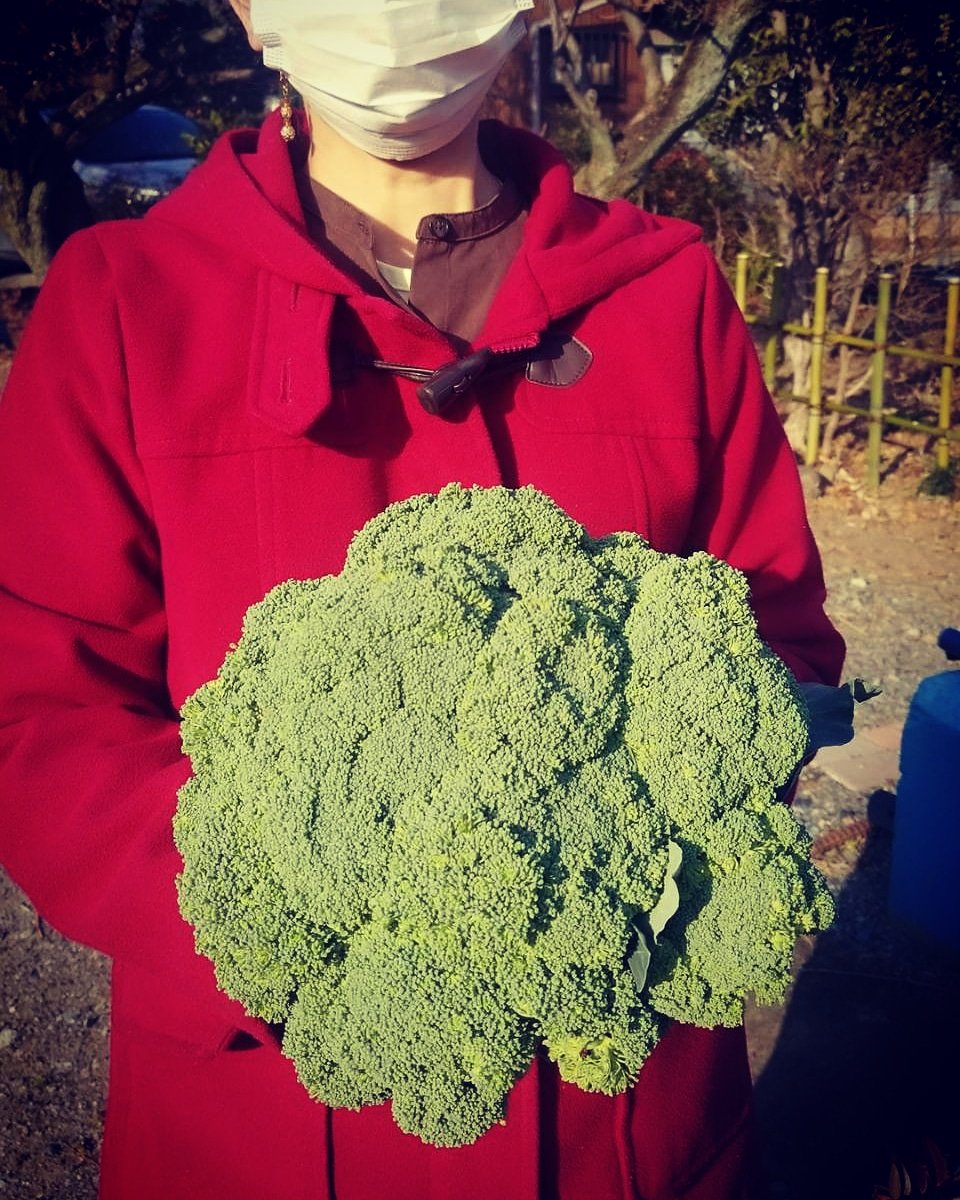 もとりん 巨大ブロッコリー 凄い 昨日 主人の実家で作った って頂きました 作った本人 主人の兄 も家族も驚いてます これ見たとき 坂本タクヤ サン がふと浮かびました プレゼントしたいくらい のようにして T もとりん 巨大ブロッコリー 凄い 昨日 主人の実家で作った って頂きました 作った本人 主人の兄 も家族も驚いてます これ見たとき 坂本タクヤ サン がふと浮かびました プレゼントしたいくらい のようにして T