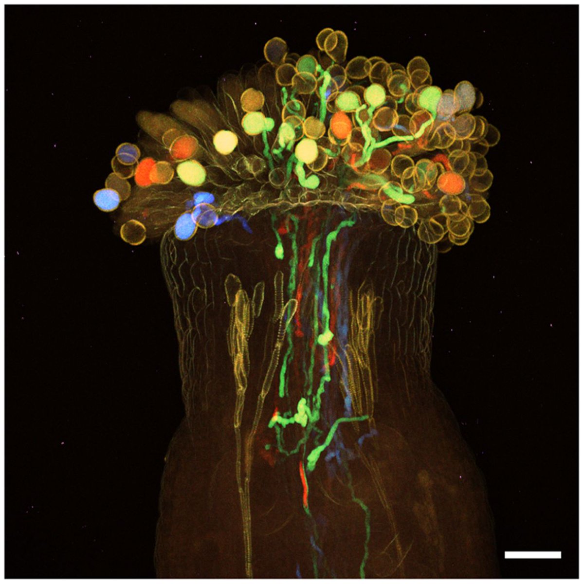 jbrumos7's tweet photo. An improved version of ClearSee, rapid optical clearing reagent for plant imaging, compatible with staining &amp; fluorescent markers. The new ClearSeeAlpha doesn't get oxidated, lasts longer &amp; clears difficult tissues as seeds/siliques
https://t.co/99MtW8KgVk
https://t.co/LREPYUd8h5 https://t.co/9YuW5xjQxr
