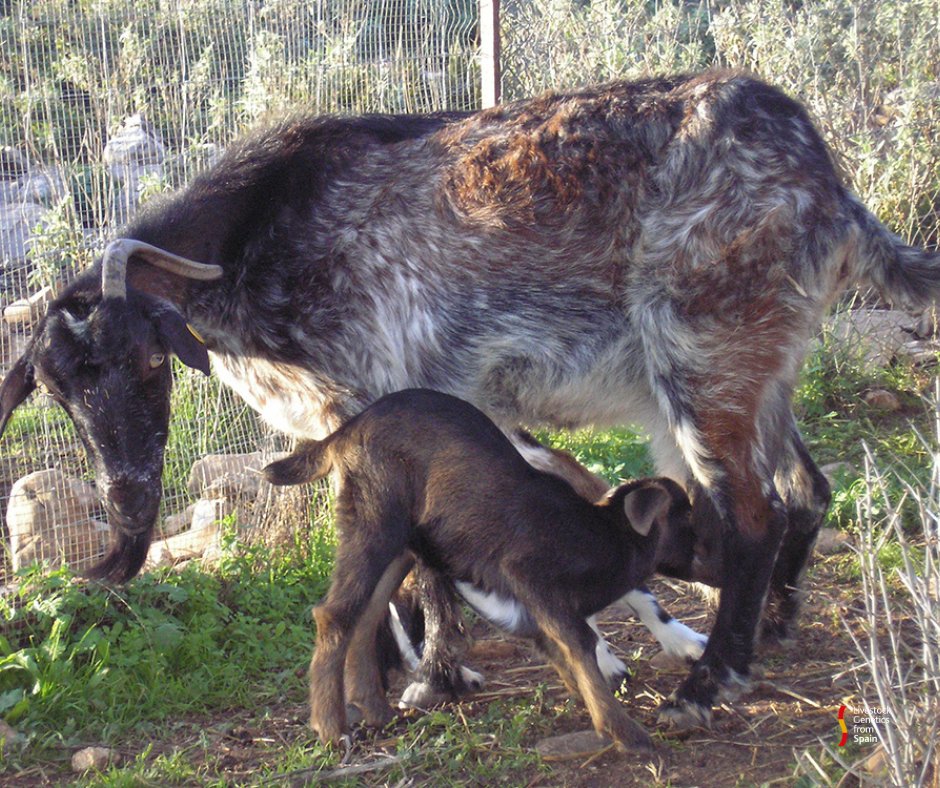 livestockspain's tweet photo. 🆕 @LGFSExportGen hemos ampliado el catálogo de promoción de #razas #caprinas españolas.
🐐@ACRIFLOR | @CabraMalaguena | #Cabramurciana | #Cabrapayoya
✅ Rusticidad y buena adaptación al entorno
✅ Producción lechera 👉🧀
👇👇
https://t.co/inFlxe0Bkx https://t.co/ckkqHd6xKU