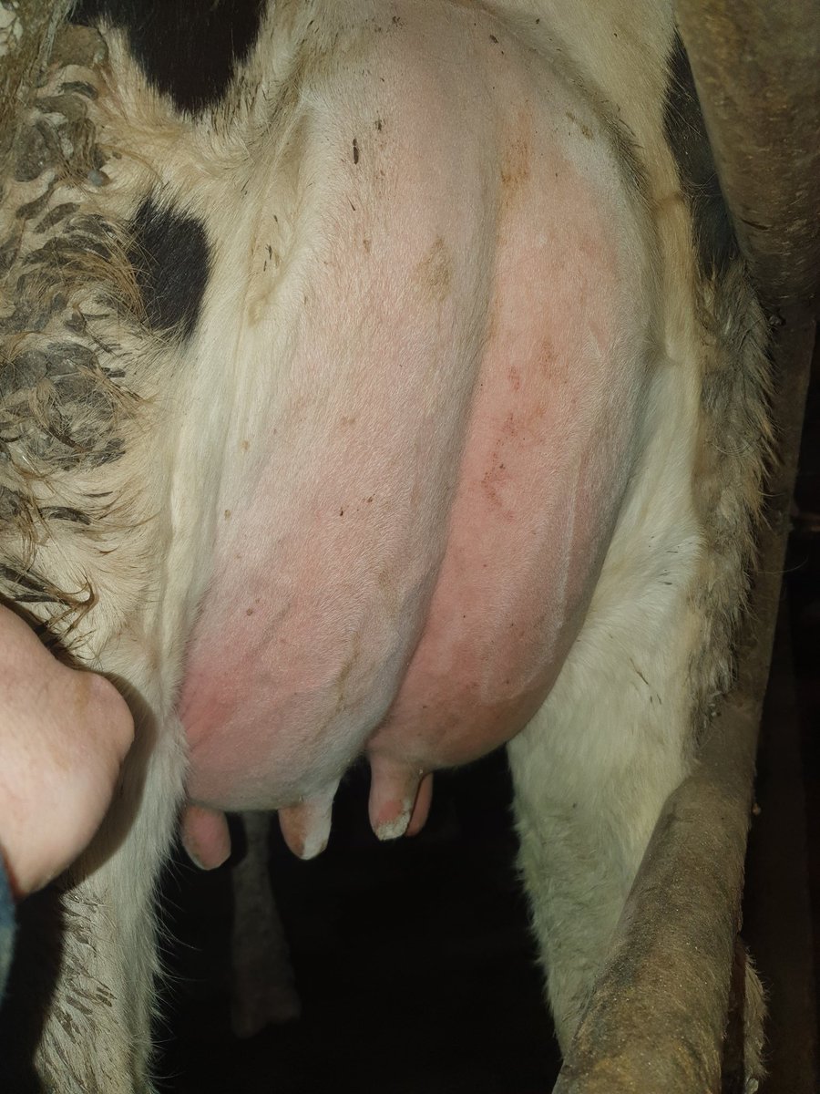 Ciaran O'Shea 🐄🐄 tweet media