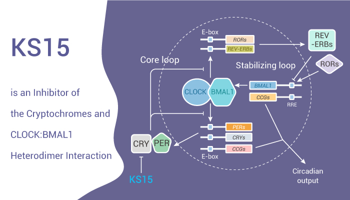 MedChemExpress's tweet photo. #KS15 is an #inhibitor of the interactions between crys (#CRY1 and #CRY2) and the CLOCK:BMAL1 heterodimer. KS15 impairs the feedback actions of CRYs on E-box-dependent transcription by CLOCK:BMAL1 heterodimer. Anti-proliferative activity. #drugdiscovery. https://t.co/sfxV28lt6V https://t.co/lkr5JdK3Ai