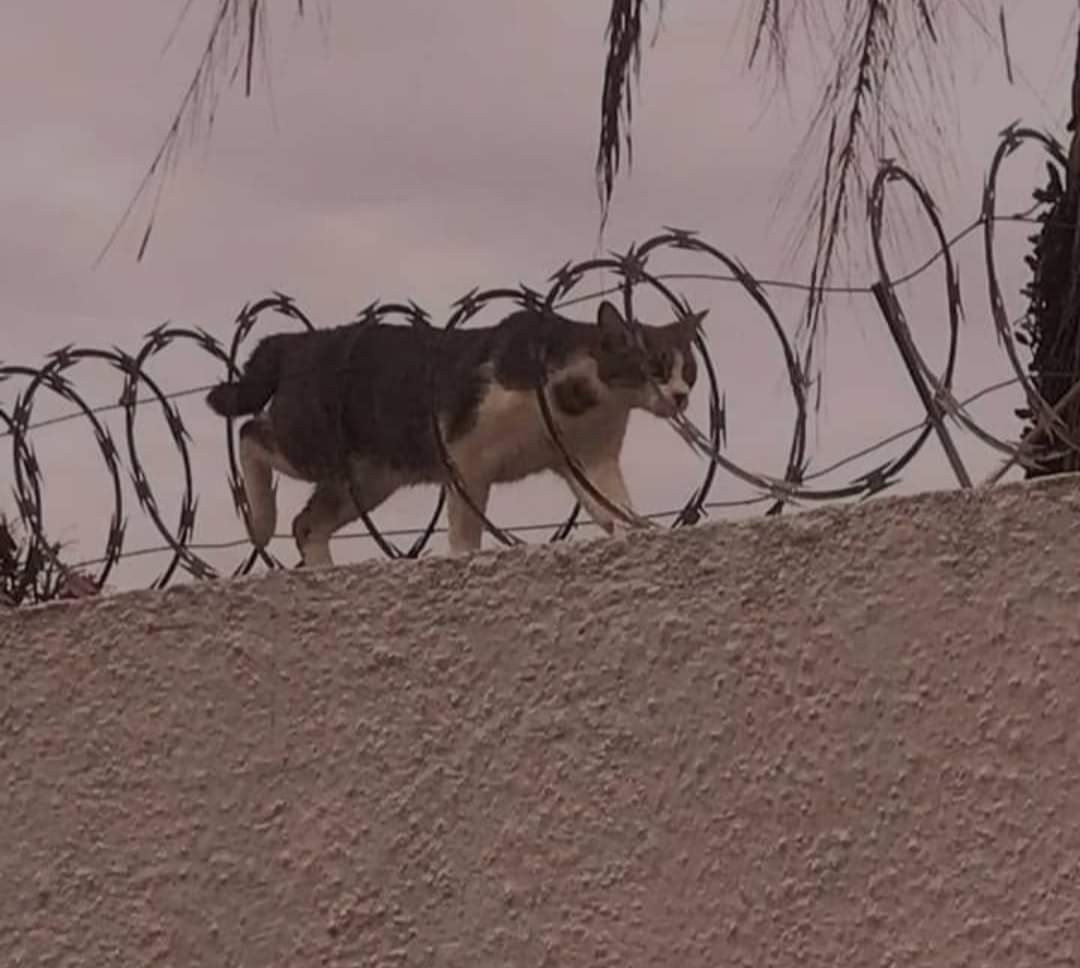 Başarıya giden yol: