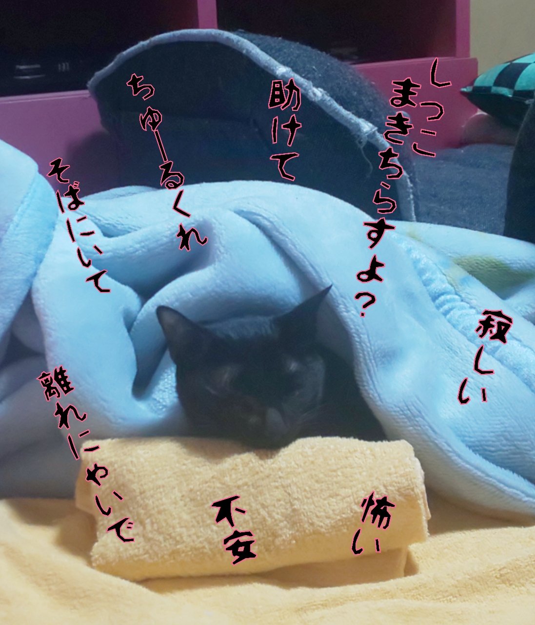 猫オババ １年前に譲渡した猫 が 甘えん坊すぎてしんどい と言われ帰ってきた 帰ってきてからは ご飯食べない 人間の姿がないと鳴きわめく 私のトイレもお風呂も鳴きわめきながら 着いてくる でも飼育放棄されたこの子はどんなに辛いだろう 気のすむ