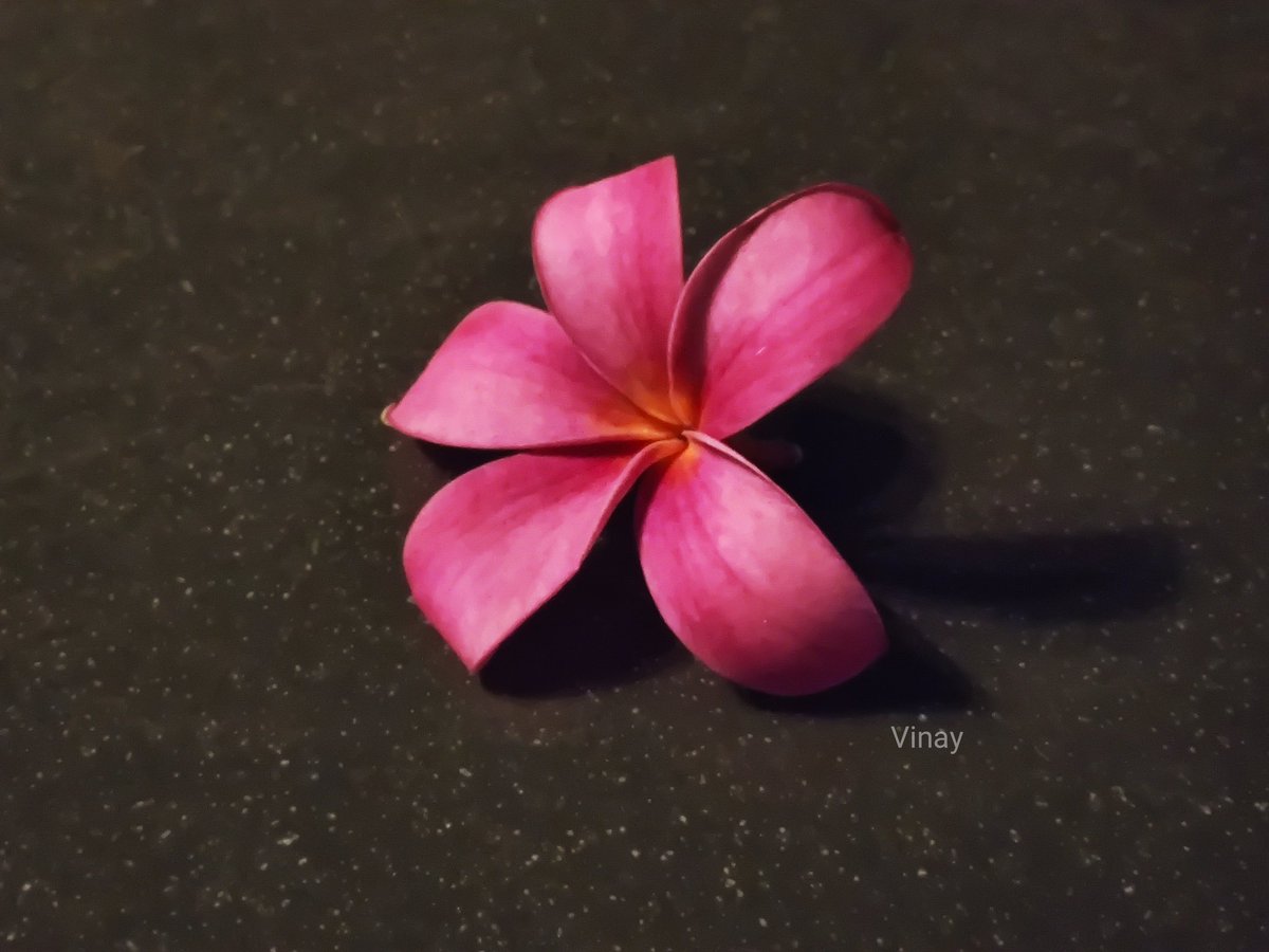 vinatewa_vinay's tweet photo. What a magnificent sculpture
This fallen flower is, 
O the Lord of Creation
Of your craftsmanship
No comparison there is... 
#fivelinepoetvinay #flowerpoetry
#fallenflower #micropoetry https://t.co/GNcL6ll7tu