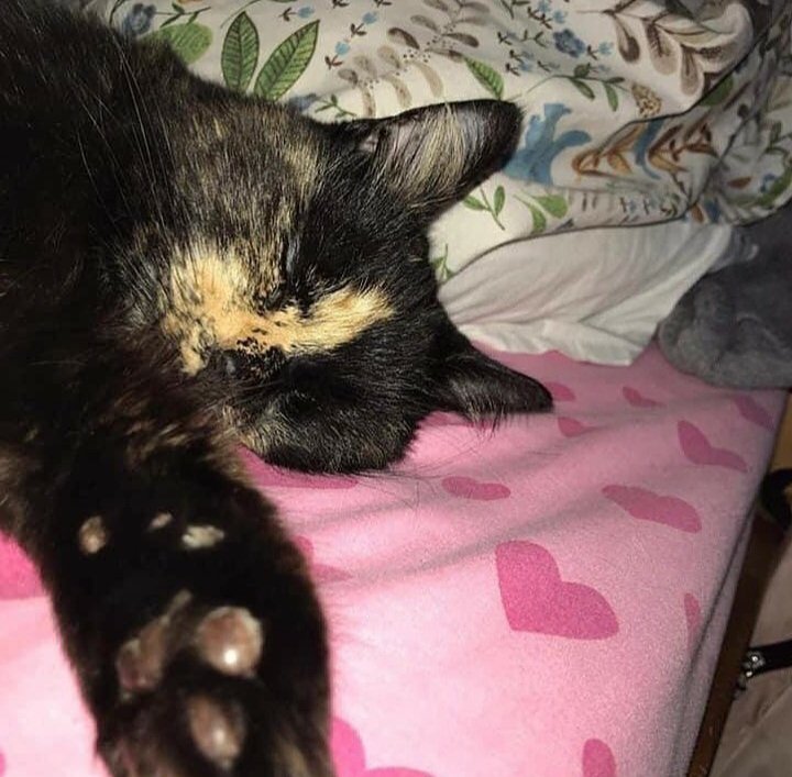 BanHunting withDogs tweet media