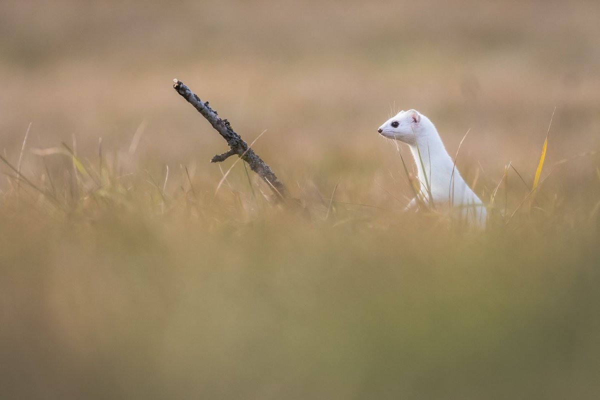 MaxColinPhoto's tweet photo. Hermine - Haute Savoie

#wildlife #wildlifephotography https://t.co/RSg861ubLF
