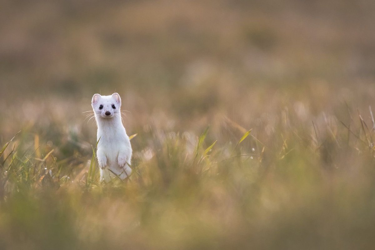 MaxColinPhoto's tweet photo. Hermine - Haute Savoie

#wildlife #wildlifephotography https://t.co/RSg861ubLF