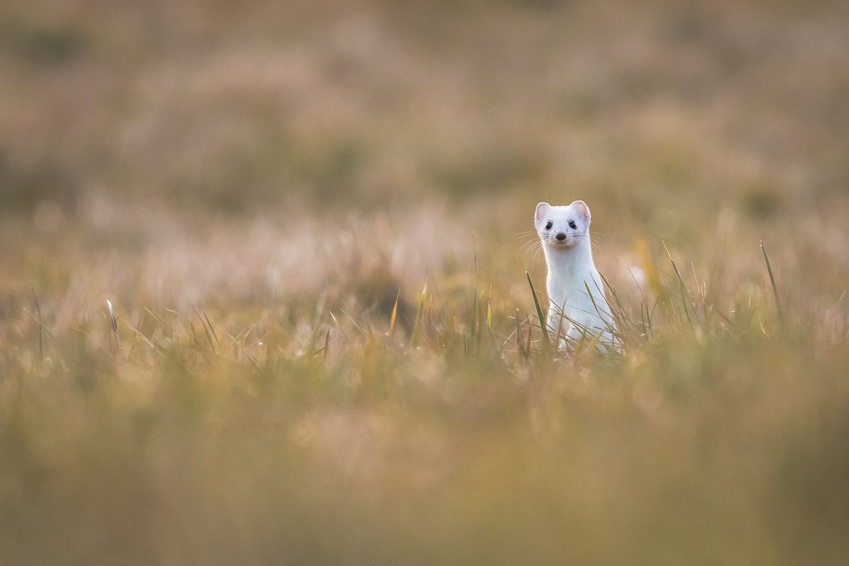 MaxColinPhoto's tweet photo. Hermine - Haute Savoie

#wildlife #wildlifephotography https://t.co/RSg861ubLF