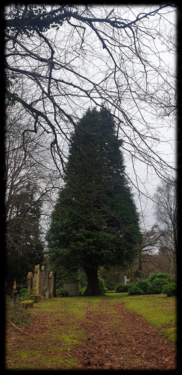 TheCemetress's tweet photo. Good Morning Everyone π²β°βπ½π€
Hope you all have a beautiful day
#YesterdaysWalk
#Trees
#isolatedCross
#PrettyGravestones
#WhatMoreCouldAGirlAskFor
#TreePeople
#Mossome https://t.co/c8qZZ5BclA