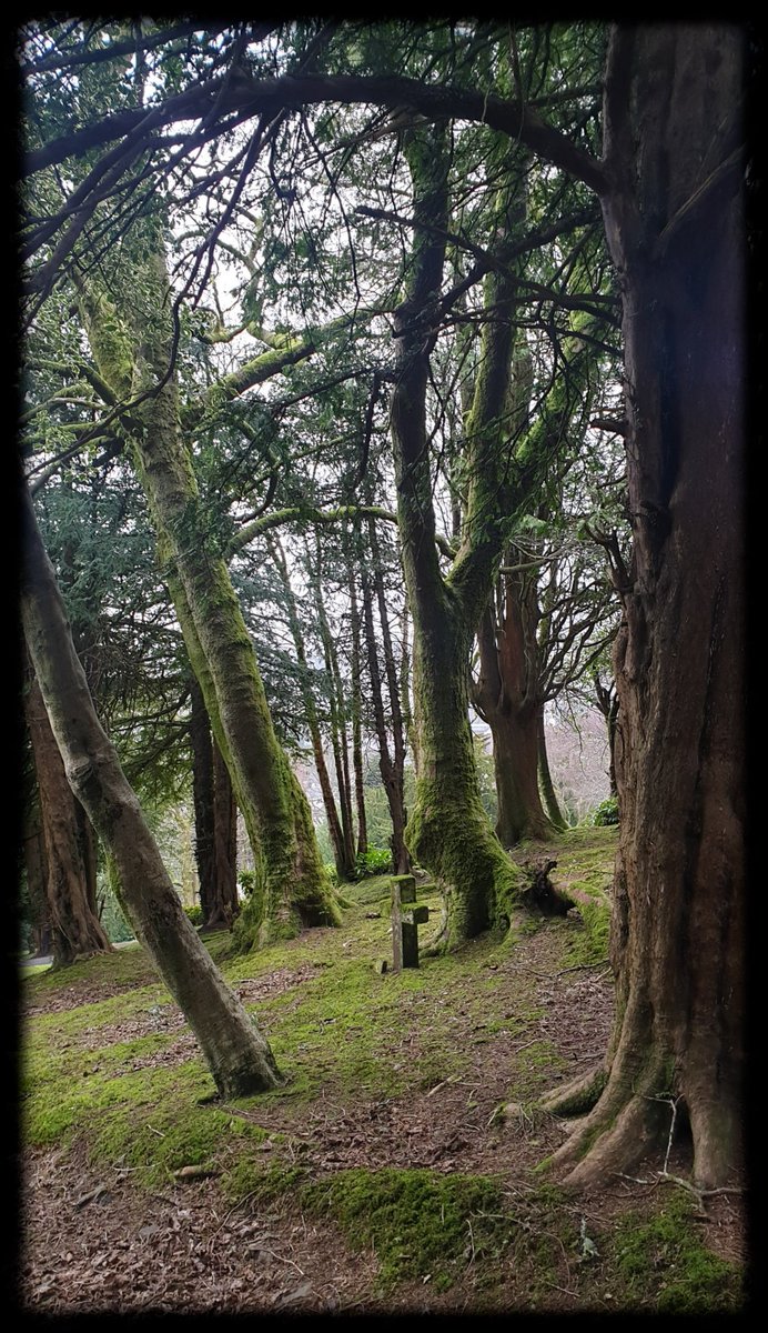 TheCemetress's tweet photo. Good Morning Everyone π²β°βπ½π€
Hope you all have a beautiful day
#YesterdaysWalk
#Trees
#isolatedCross
#PrettyGravestones
#WhatMoreCouldAGirlAskFor
#TreePeople
#Mossome https://t.co/c8qZZ5BclA