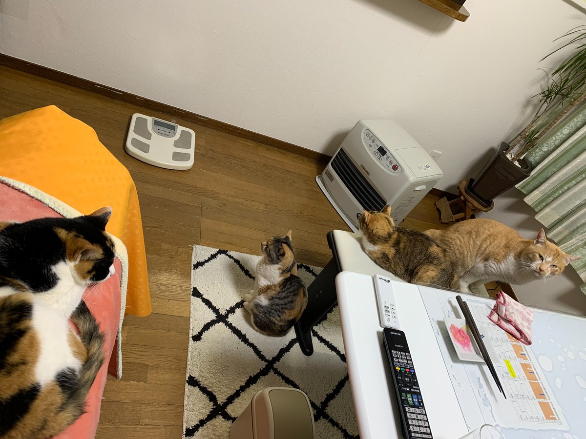 imomilk_30's tweet photo. 安定の乗っ取られている実家🐈🐈🐈🐈
写真を見て癒される🍵 https://t.co/JLdYgcHO5l