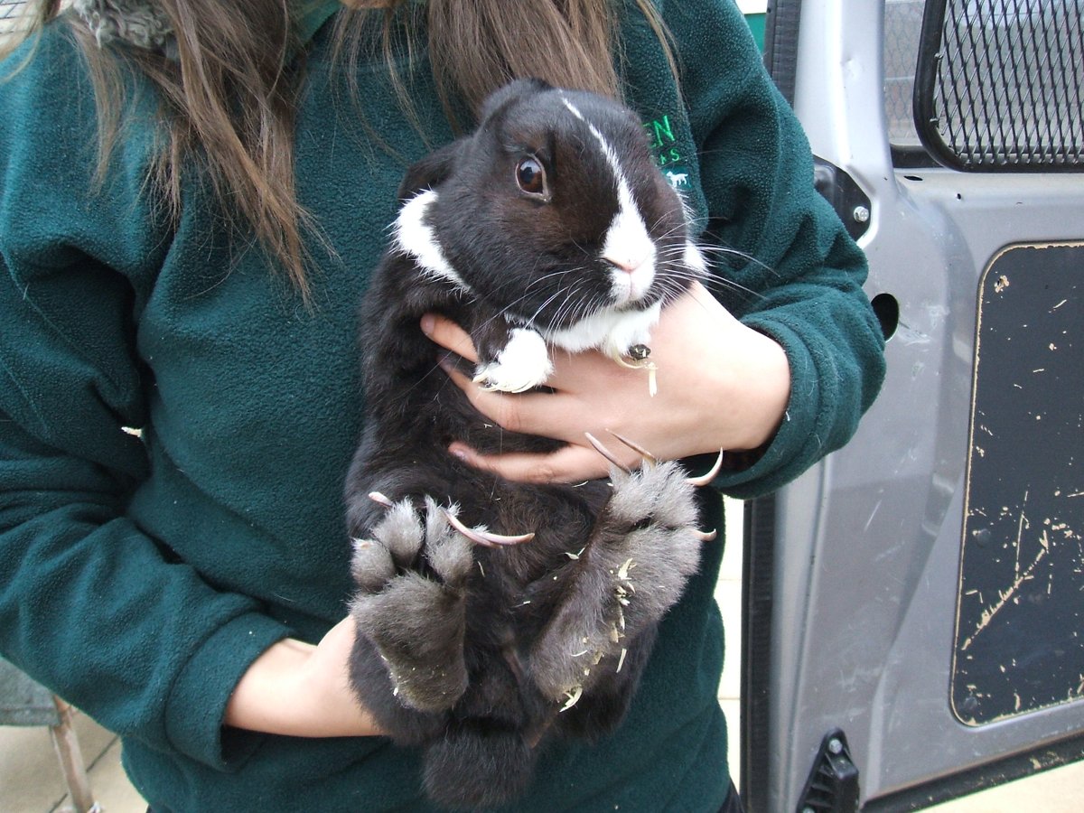 Rabbits need a pedicure too! Overgrown nails can be very painful for your buns and can lead to serious health conditions. Make sure to keep them clipped or ask your vet to show you how.

#NationalFeetWeek 🐾

bit.ly/2ZO8z6g