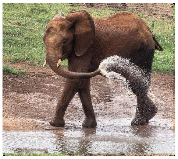 TrevaronTravel's tweet photo. Young elephant learning how to use its multi tool.

#elephantstrunk #kenyawildlife #visitkenya #kenyasafari #elephantbaby #elephantbabyshower #africa #youngelephant #elephant #elephants #elephantsantuary #elephantlove #wildanimals #wildlifeperfection https://t.co/1kwaz4FqdX