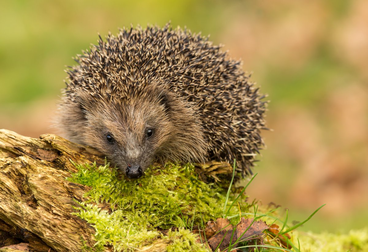 Seeking Citizen Scientists in the #Chester area! 

We need your help to complete a city-wide camera trap survey of our Cestrian hedgehogs, guiding how we protect our green spaces for UK wildlife 🦔🦔

Get involved 👇
chesterzoo.org/what-you-can-d… <a href="/ShitChester/">12 years of Shitchester</a>