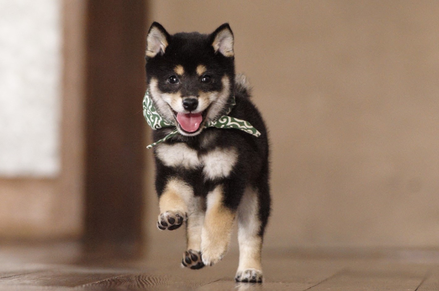 Twitter 上的 豆助 Mamesuke 公式 いい笑顔 の豆助 １８代目豆助 T Co 9s9khjm9vx 柴犬 Shibainu 豆助 Puppy 子犬 イッヌ 癒し ペット 豆柴 天使 T Co Oou75uwbgs Twitter