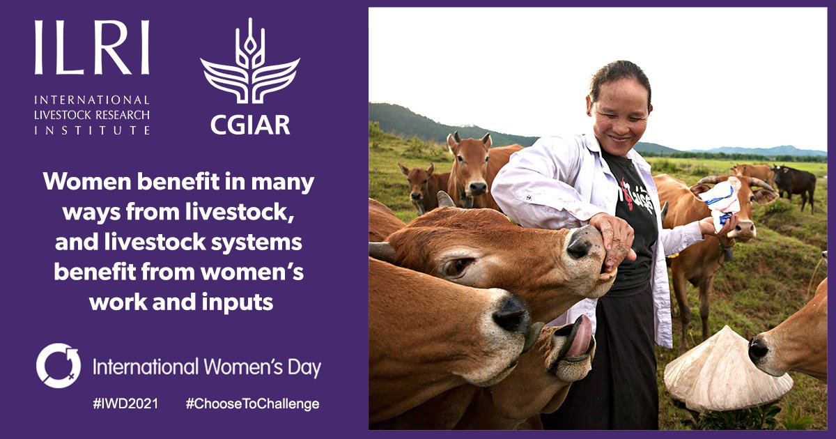 ILRI's tweet image. Women put over 70% of their income to their households, ensuring food, nutrition security, and well-being. On #IWD2020 we celebrate the remarkable efforts by women around the world in shaping recovery from the #COVID19 pandemic.

Learn more: ilri.org/iwd2021