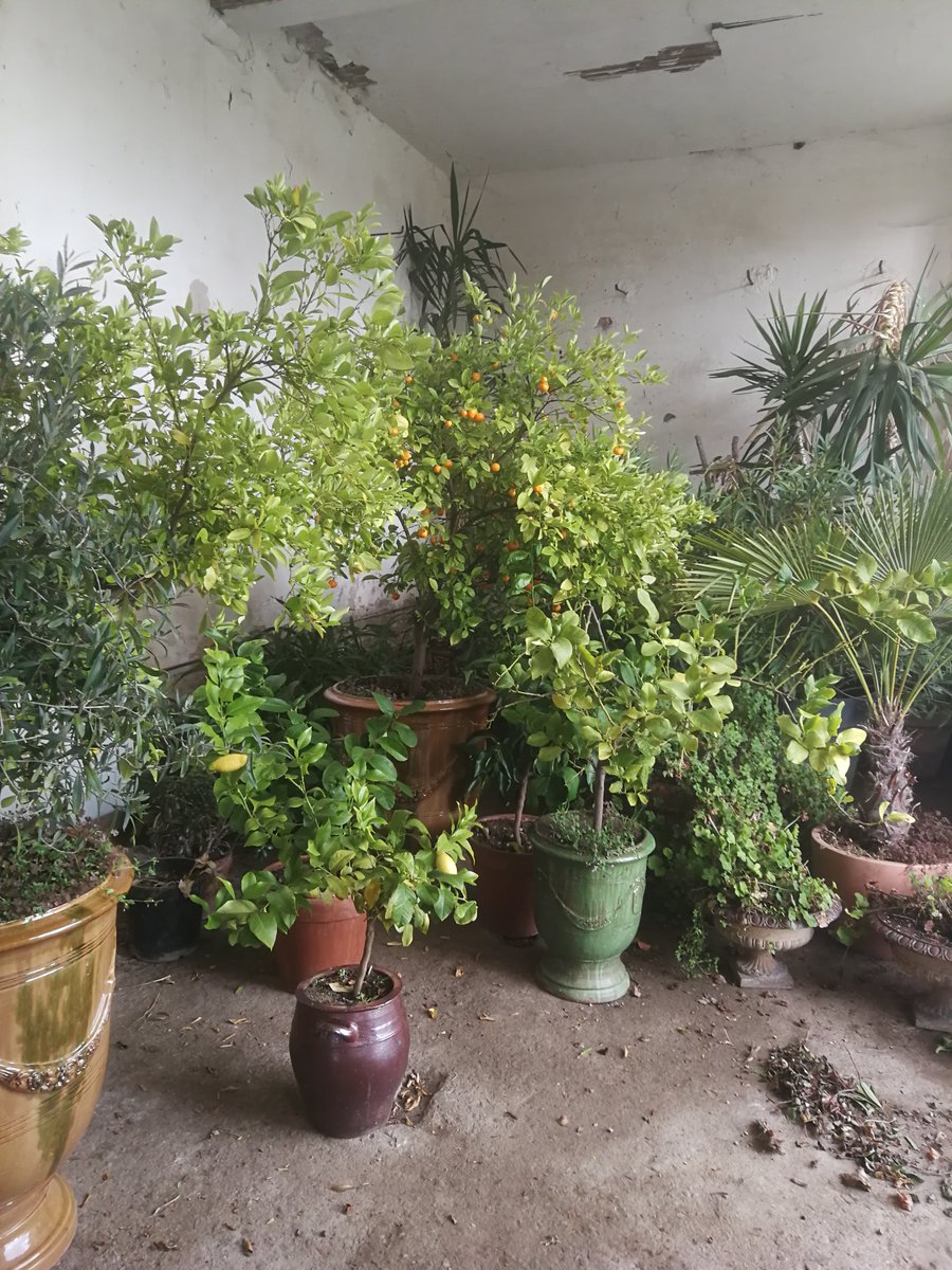 Le printemps approche, on le sent, on l'attend, on l'espère ! Les plantes de l'orangerie aussi ! Nous espérons ouvrir le week-end de Pâques : le samedi 3 avril. Nous vous tiendrons au courant. En attendant profitez du soleil printanier ! 🤗