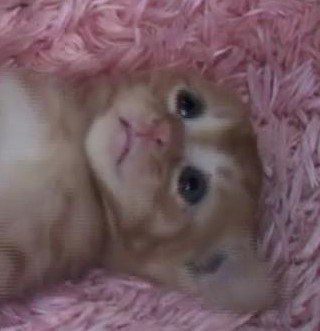 絶望感出てる。

#子猫 #猫 #犬 https://t.co/a7lgTLGuK5