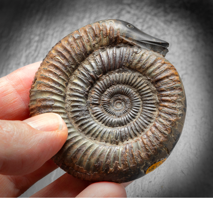 NHM_Learn's tweet photo. Ammonites were once called "snake stones". People carved heads on them! 💀 We challenge you to observe 🔬 a real snake skeleton! 🐍 What are the similarities and differences between it and the 3D fossil? #NHMHomeworkClub #Palaeontology https://t.co/Uh6kEIXGvr