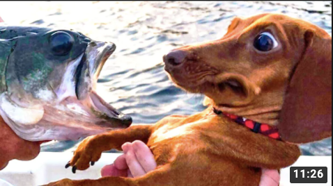 funnydogs20's tweet photo. Funniest dog video on the internet hands down
https://t.co/EgoYKm2zjQ
#dogsoftwitter #dogsofinstagram #dogsarelove #DogsBehavingVeryBadly #dogsfun #funnydogs https://t.co/nueBLJ0C8x