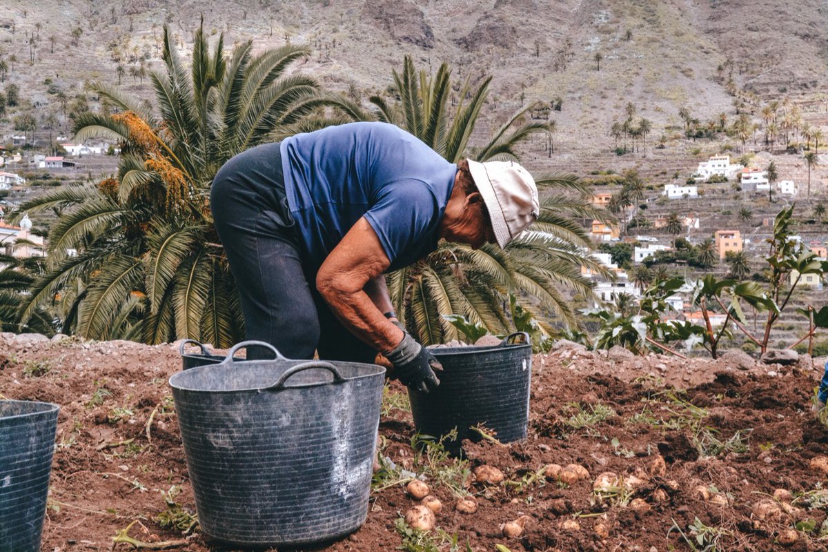 TurismoLaGomera's tweet photo. A ellas, incansables, luchadoras y fuertes.

Feliz día de la Mujer.💜

#lagomera #lagomeratravel #mujeres #8M https://t.co/qloBuaeLV0