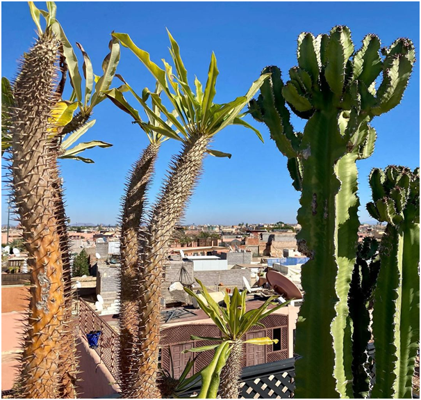 Tizi_Trekking's tweet photo. Are you 🌵 cactus lover? I just can’t stop admiring these incredible plants. Perfect place to see rooftops in Marrakesh, Morocco. 🌵
#cactus #rooftopdesign #nature #rooftop #marrakesh #morocco #trekking #morocco #travel #hiking #adventure #mountains #nature #sahara #marrakech https://t.co/RDvnbUgsxM