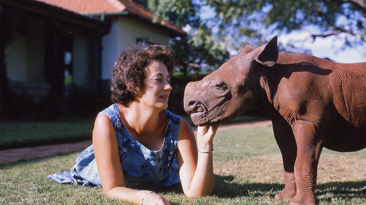 SheldrickTrust's tweet image. Happy #InternationalWomensDay! We're celebrating Dame Daphne Sheldrick who spent a lifetime dedicated to protecting wildlife. Her discoveries, experiences and philosophies directly inform our conservation work: sheldrickwildlifetrust.org/about/mission-…