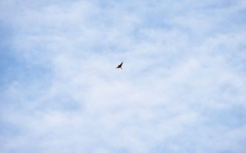 暦生活 こよみせいかつ 今日の読み物は 春告鳥 ヒバリ です ときにはなんと100mもの上空からさえずるそう 鳥のさえずりは主にオスが発する鳴き声で ここは俺の領土だから入ってくるな という縄張りの周知とつがいとなるメスを呼ぶ二つの働きが