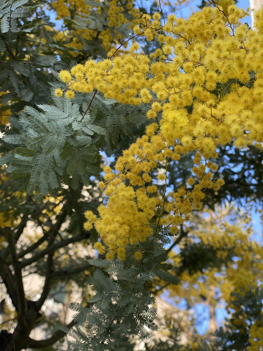 Roberta Di Camerino 今日3 8は国際女性デーですが イタリアではfesta Della Donna 女性の日 として 全ての女性に感謝をして男性がミモザの花を周りの女性に贈る日です 街中が黄色に染まるこの日が イタリアでの本格的な春の訪れです