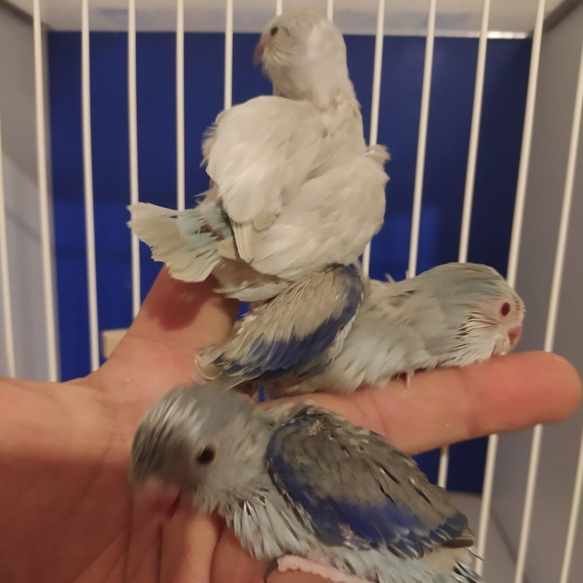 💙🤍 Mavinin 50 tonu 🤍💙
Mutasyon yavru forpus pspağanı arayanlar DM den iletişime geçebilir.
1. Cinnamon Dişi
2. Turkuaz Pied Dişi
3. Grey Mavi Erkek
4. Fallow Erkek (Rezerve)